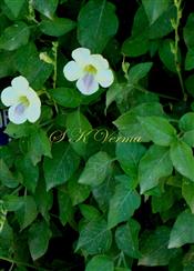  Flowering shoot